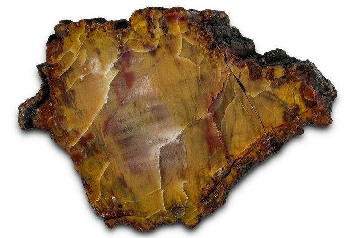 Polished Petrified Rainbow Wood (Araucarioxylon) - Arizona #350864